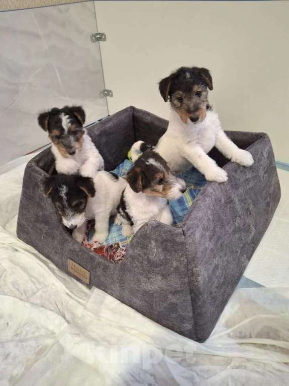 Собаки в Благовещенске: Жескошерстный фокстерьер  Девочка, 35 000 руб. - фото 2