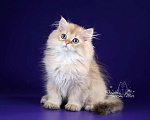 Кошки в Санкт-Петербурге: Британский длинношерстный котик Мальчик, Бесплатно - фото 2