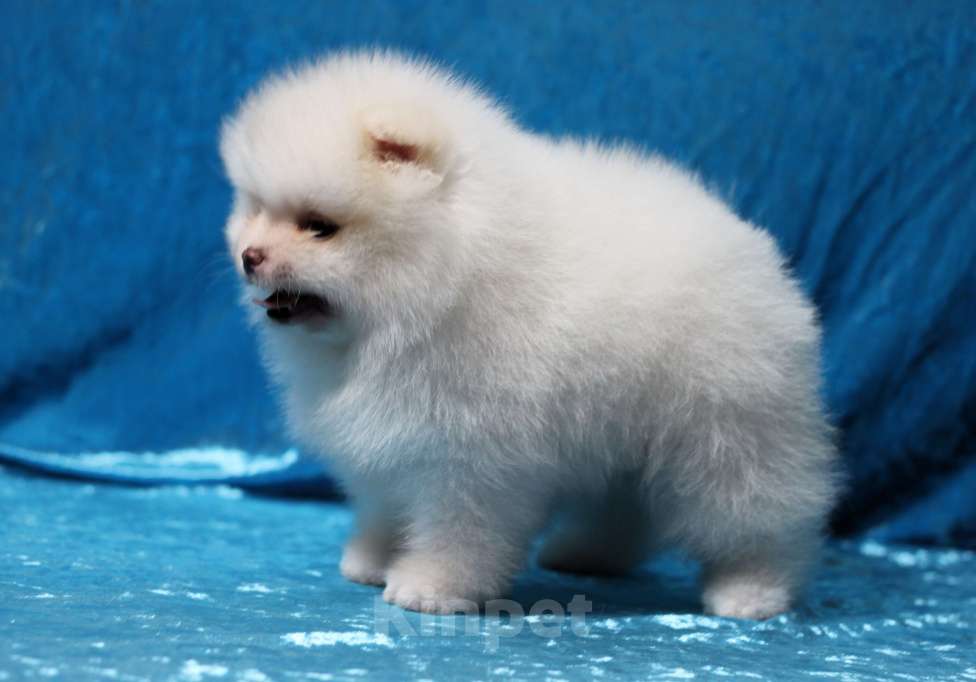 Собаки в Москве: Щенки померанского шпица Мальчик, Бесплатно - фото 2