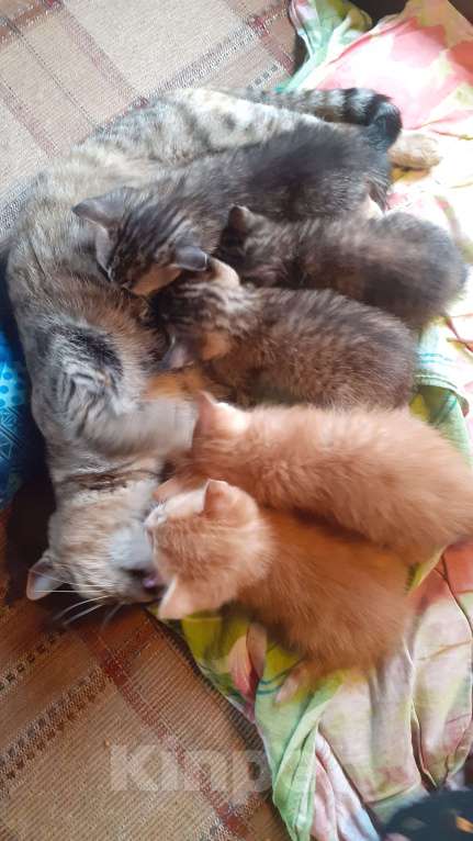 Кошки в Ульяновске: Котенок мальчик Мальчик, Бесплатно - фото 3