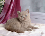 Кошки в Мурином: Британская кошечка окрас лиловый черепаховый Девочка, 30 000 руб. - фото 4