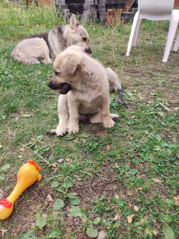 Собаки в других городах Московской области: Джек Мальчик, Бесплатно - фото 4