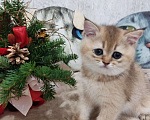 Кошки в Нижнем Новгороде: Золотая шиншилка Девочка, Бесплатно - фото 1