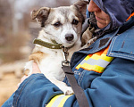 Собаки в Москве: Малышка из приюта в добрые руки Девочка, Бесплатно - фото 1