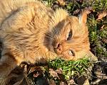 Кошки в Волоколамске: Котик ищет себе нового друга Мальчик, Бесплатно - фото 2
