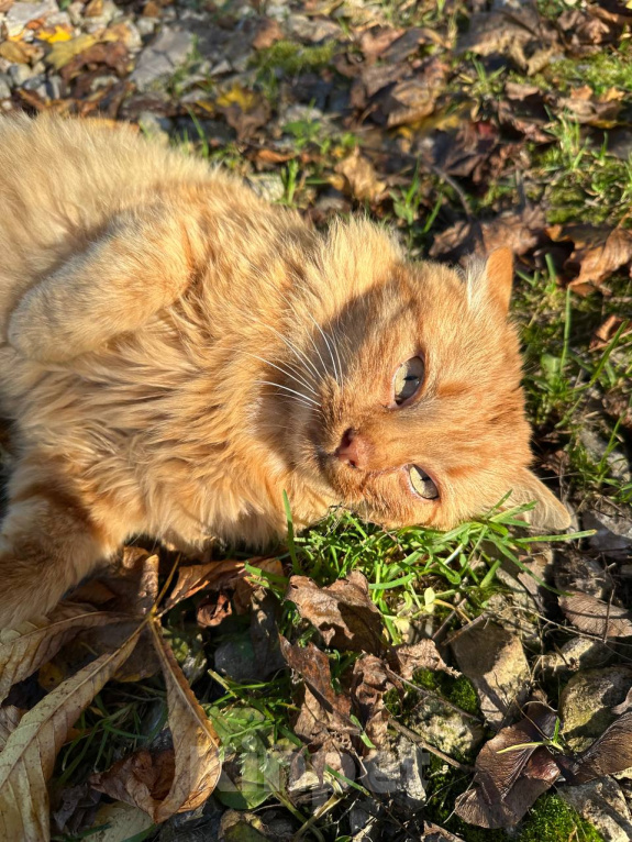 Кошки в Волоколамске: Котик ищет себе нового друга Мальчик, Бесплатно - фото 2
