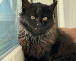 Кошки в Москве: черно-серый котенок Шэдоу ищет дом Девочка, Бесплатно - фото 5