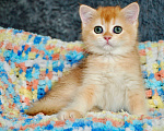 Кошки в Краснодаре: Золотая британская девочка Девочка, 30 000 руб. - фото 5