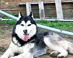 Собаки в Астрахани: Вязка!!!!!!, 2 500 руб. - фото 1