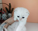 Кошки в Ливны: Золотой коллорный с синими глазками, 17 000 руб. - фото 2
