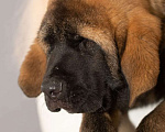 Собаки в Нижнем Новгороде: Щенки испанского мастифа, 40 000 руб. - фото 1