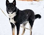 Собаки в Москве: Самый лучший компаньон, молодая собака Бэлла в добрые руки Девочка, 10 руб. - фото 5