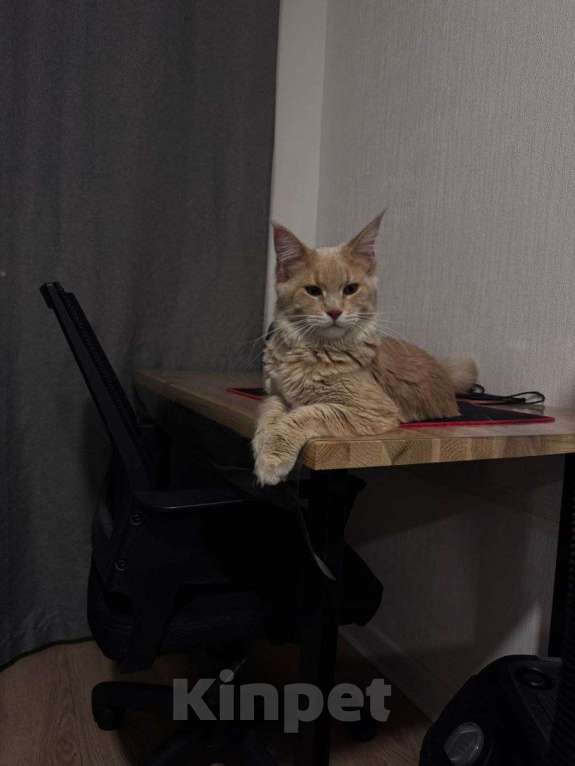 Кошки в Москве: Мейн-Кун "Камелия" Девочка, 45 000 руб. - фото 3