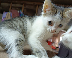 Кошки в Калуге: Котёнок Мальчик, Бесплатно - фото 1