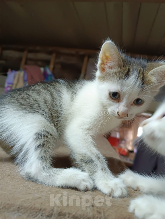 Кошки в Калуге: Котёнок Мальчик, Бесплатно - фото 1