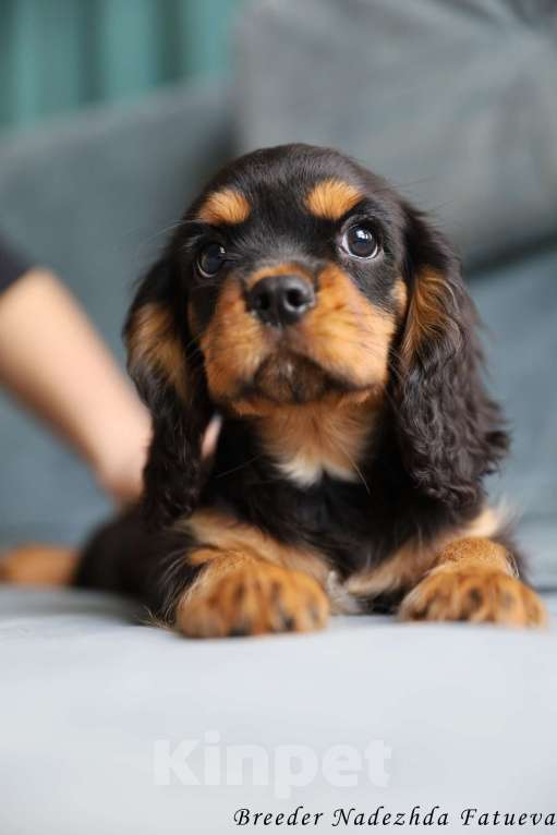 Собаки в Рязани: Щенки Кавалер Кинг Чарльз спаниеля Мальчик, Бесплатно - фото 2