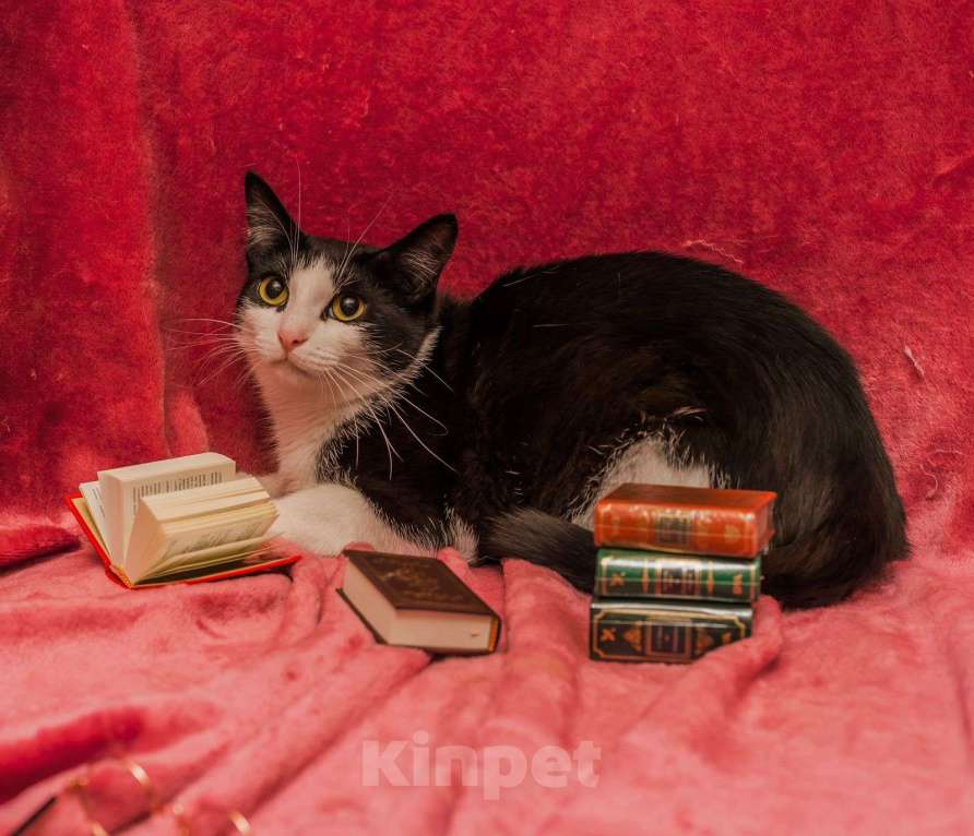 Кошки в Москве: Марусенька, все обязательно будет 🤞🏻❤️‍🩹 Девочка, Бесплатно - фото 2