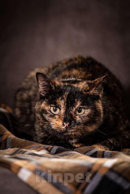 Кошки в Клине: Муся - необыкновенная кошечка Девочка, Бесплатно - фото 2