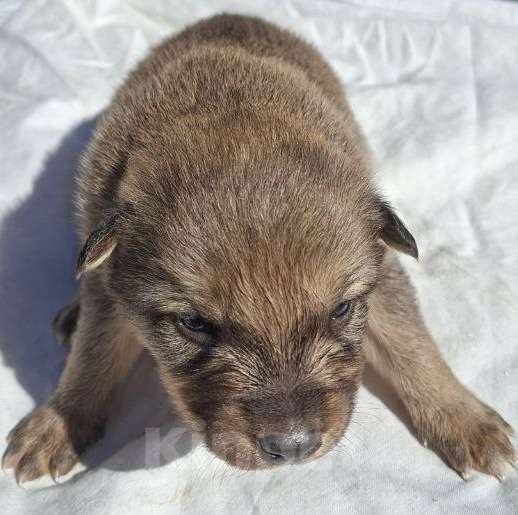 Собаки в других городах Московской области: Спасите щенков Девочка, Бесплатно - фото 2