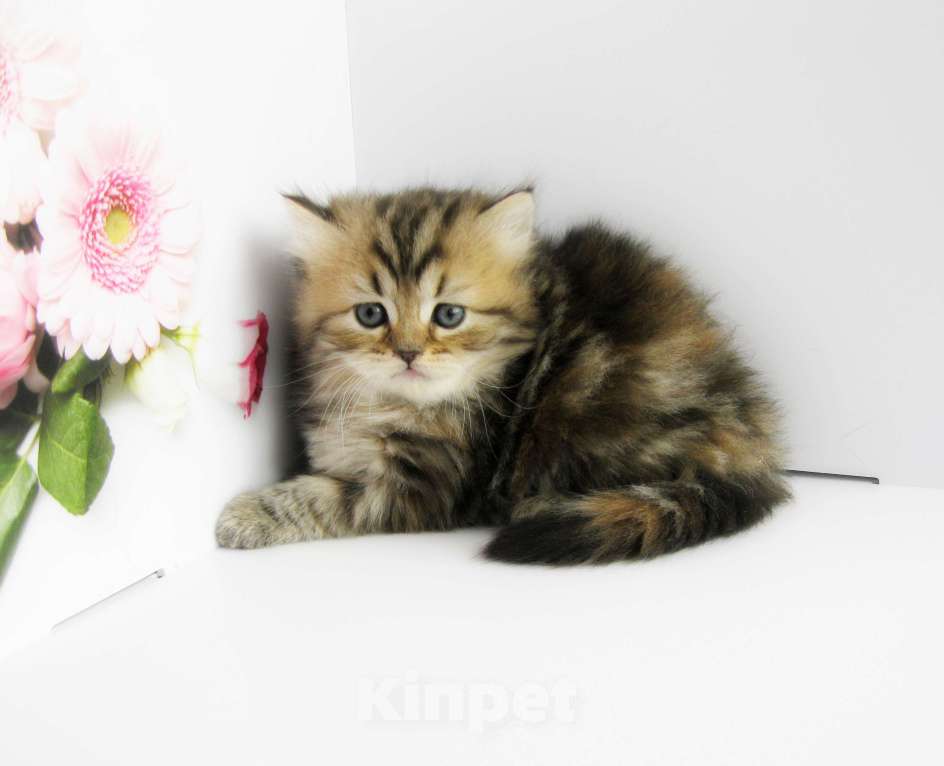 Кошки в Ставрополе: Шотландские котята с документами Разнополые, 10 000 руб. - фото 5