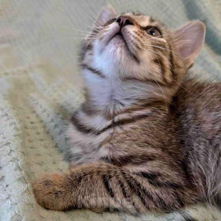 Кошки в Москве: Двухмесячный котенок Марсик Мальчик, Бесплатно - фото 4