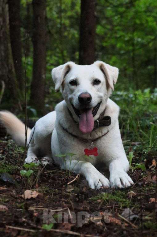 Собаки в Москве: Лучшая из всех собак – собака Снежана в добрые руки. Москва и МО Девочка, Бесплатно - фото 5