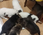 Собаки в Мытищах: Милые щенки ищут дом Девочка, 10 руб. - фото 10