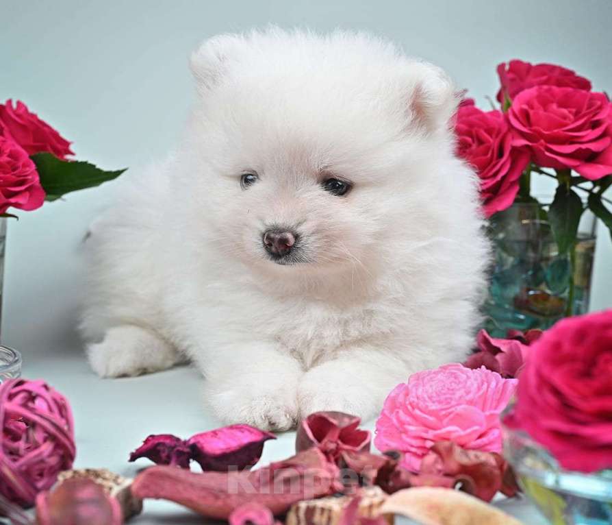 Собаки в Нижнем Новгороде: Щенок шпица Мальчик, 40 000 руб. - фото 2