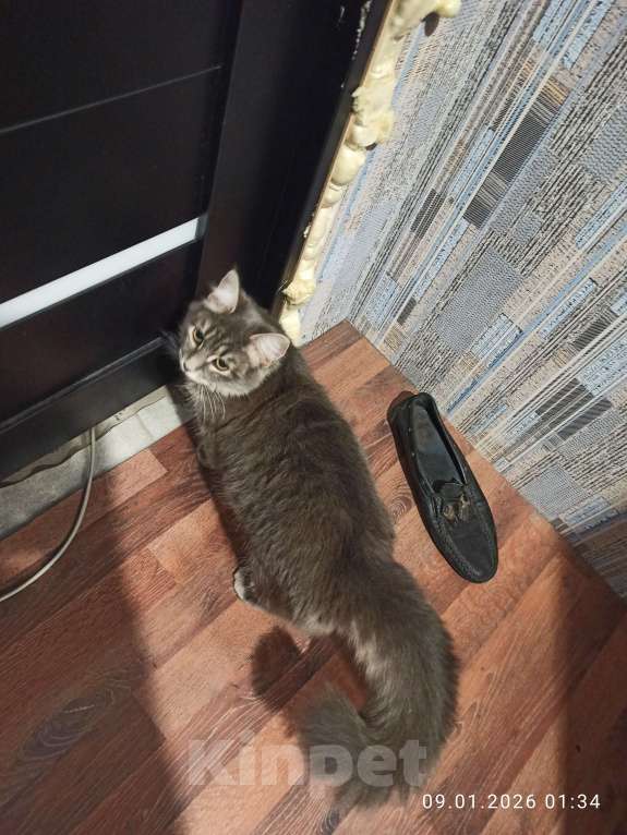 Кошки в Ростове-на-Дону: Кошечка Пухля Девочка, Бесплатно - фото 2