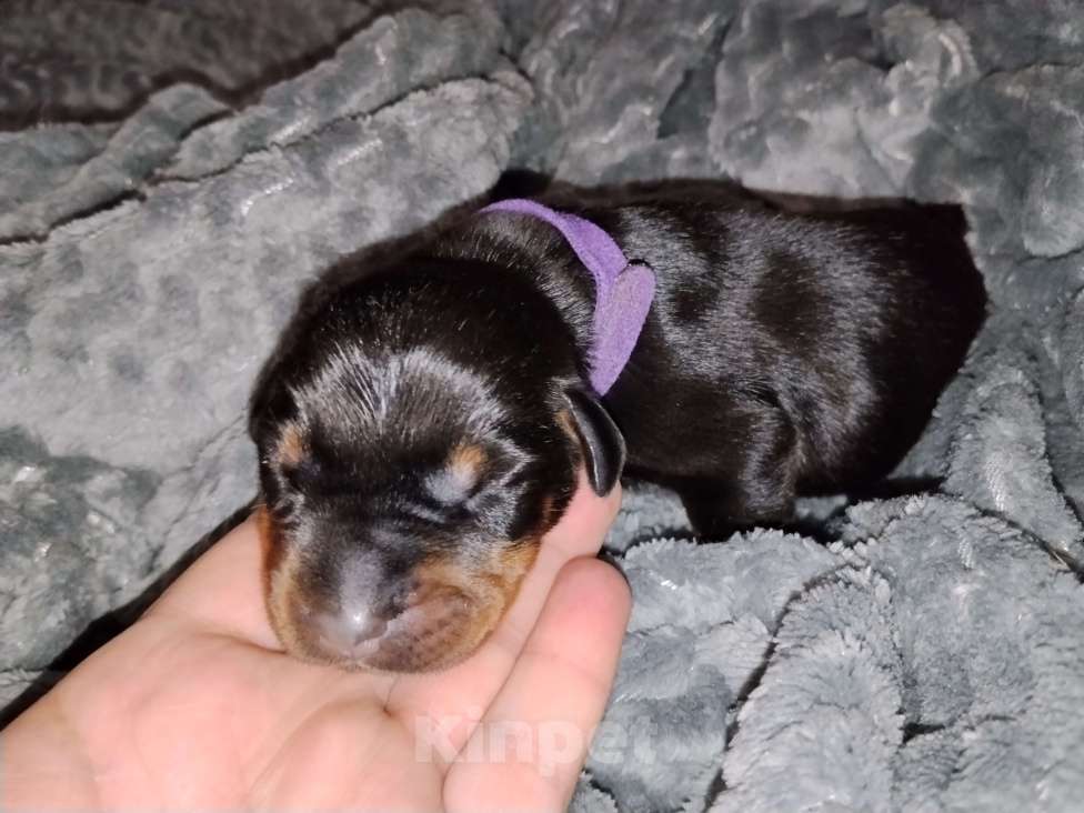 Собаки в Березовском: Ч/П кобель Мальчик, Бесплатно - фото 2