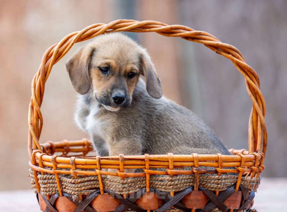 Собаки в Москве: Дина Девочка, Бесплатно - фото 4