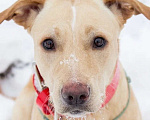 Собаки в Красноармейске: Активная собака ищет активных хозяев! Девочка, 1 руб. - фото 2