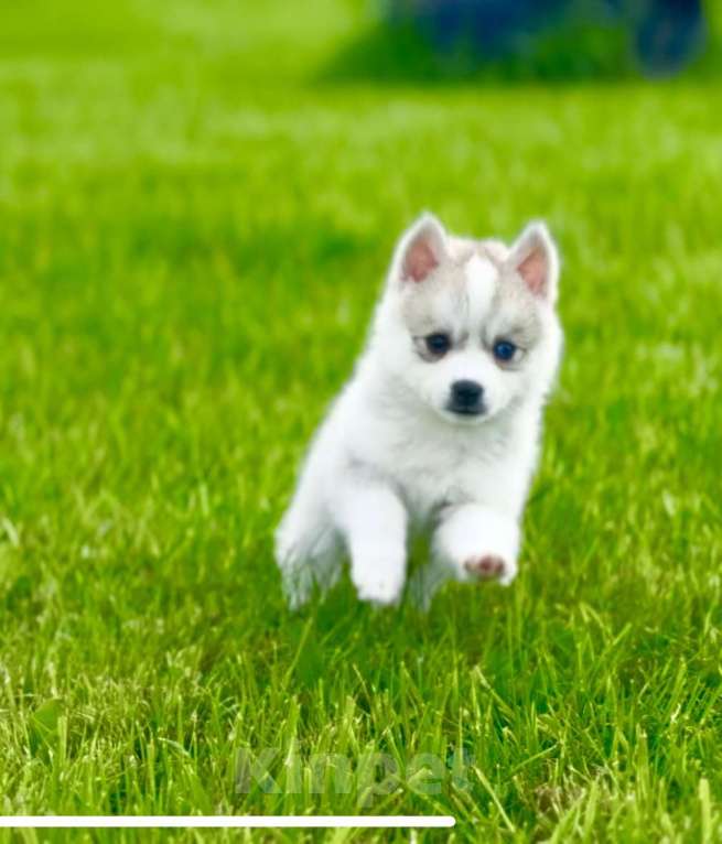 Собаки в Балашихе: Помски F1 кобель мини до 40 см  Мальчик, 65 000 руб. - фото 2