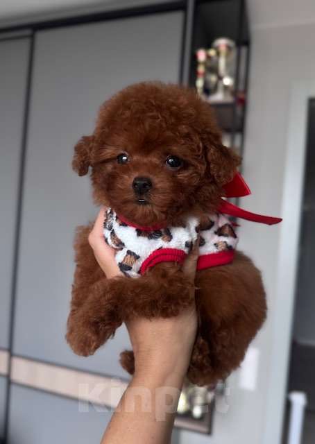 Собаки в Москве: Щенок девочка Тедди Пудель Китай Девочка, 230 000 руб. - фото 1