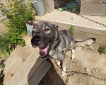 Собаки в Иркутске: Собачку в добрые руки Девочка, Бесплатно - фото 2
