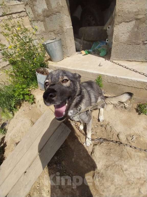 Собаки в Иркутске: Собачку в добрые руки Девочка, Бесплатно - фото 2