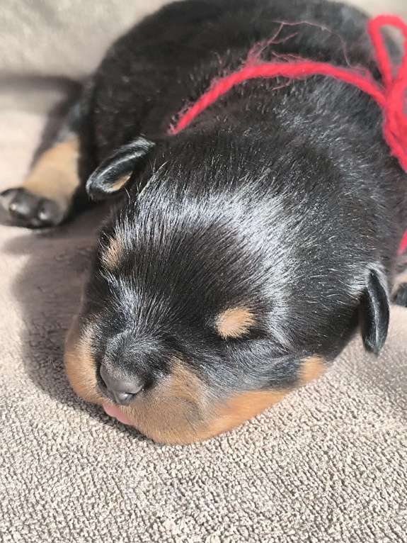 Собаки в Москве: Щенки ротвейлера от питомника Разнополые, Бесплатно - фото 7