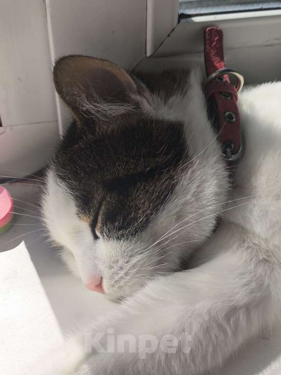 Кошки в Москве: котик в добрые руки Мальчик, Бесплатно - фото 2