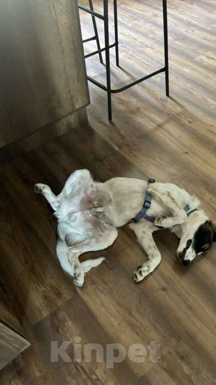 Собаки в Москве: Ласковый пёс Лаша в добрые руки Мальчик, Бесплатно - фото 4