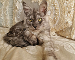 Кошки в Челябинске: Кошечка мейн кун Девочка, 50 000 руб. - фото 3