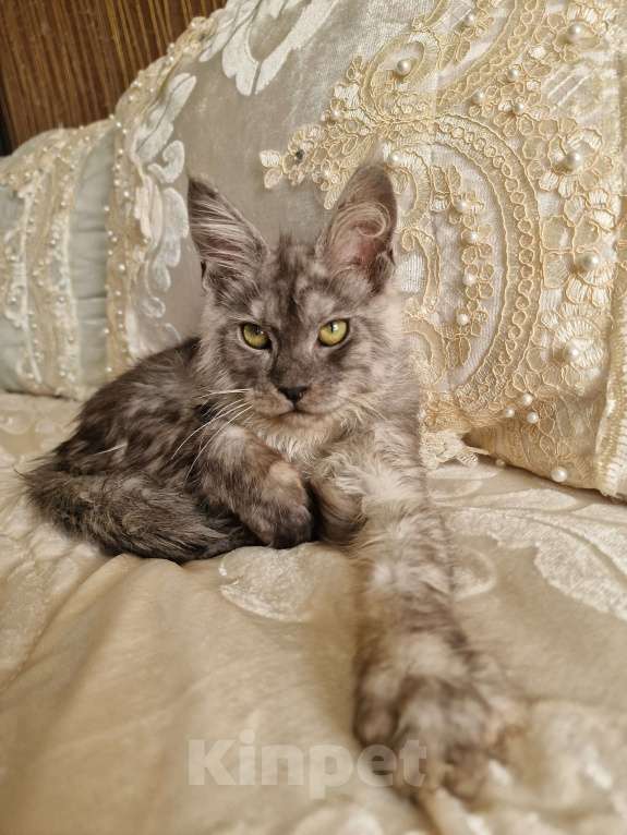 Кошки в Челябинске: Кошечка мейн кун Девочка, 50 000 руб. - фото 3
