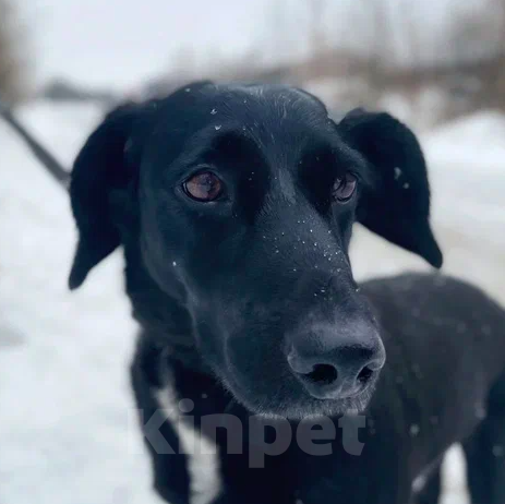 Собаки в Москве: Мира Девочка, Бесплатно - фото 5