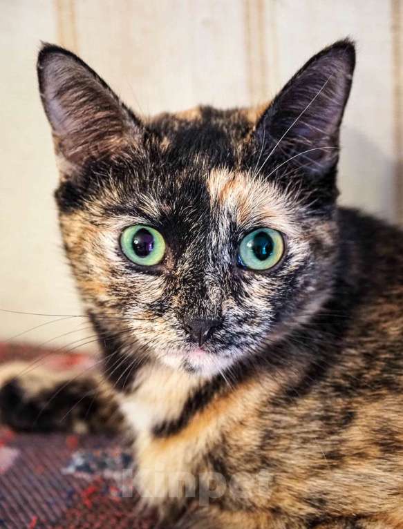 Кошки в Москве: Милая Мишель ищет любящий дом после трагических потерь Девочка, Бесплатно - фото 2