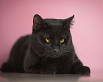 Кошки в Москве: Косоглазый черный котик в добрые руки Мальчик, Бесплатно - фото 5
