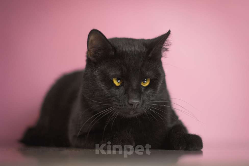 Кошки в Москве: Косоглазый черный котик в добрые руки Мальчик, Бесплатно - фото 5