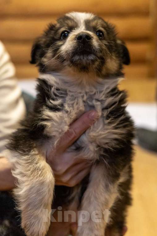 Собаки в Москве: Отдам щенка в добрые руки Девочка, Бесплатно - фото 3