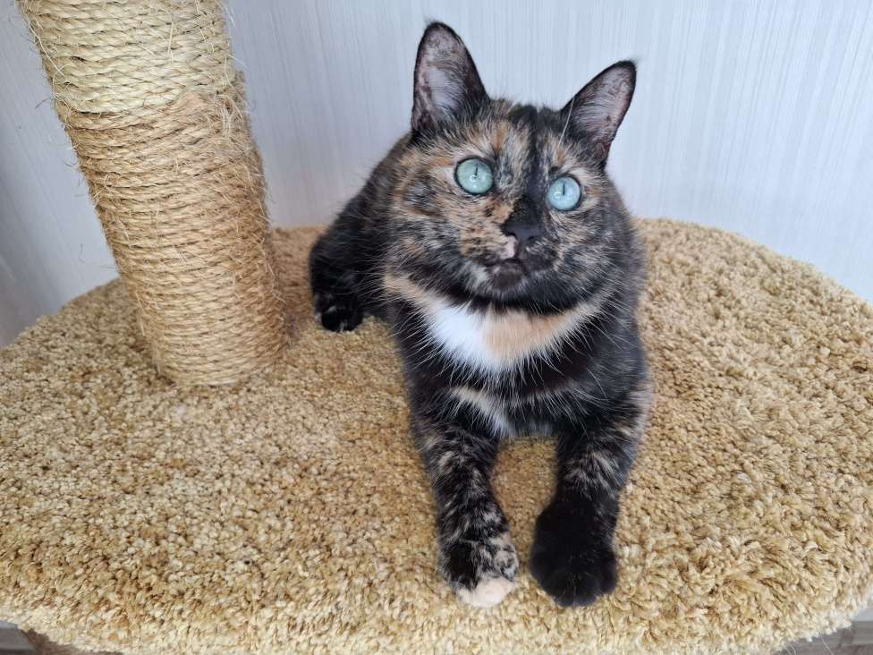 Кошки в Москве: Амели будет на выставке-пристройстве в Москве Девочка, Бесплатно - фото 10