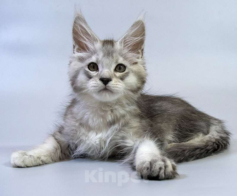 Кошки в Москве: Мейн кун котенок Мальчик, Бесплатно - фото 5