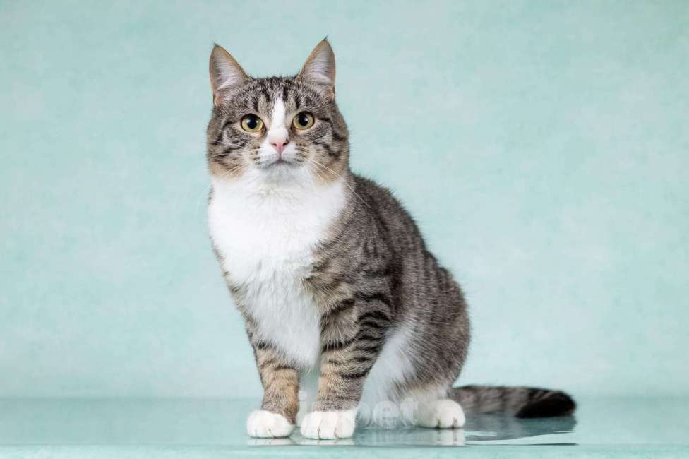 Кошки в Москве: Котики Тоша и Таша в добрые руки Мальчик, Бесплатно - фото 8