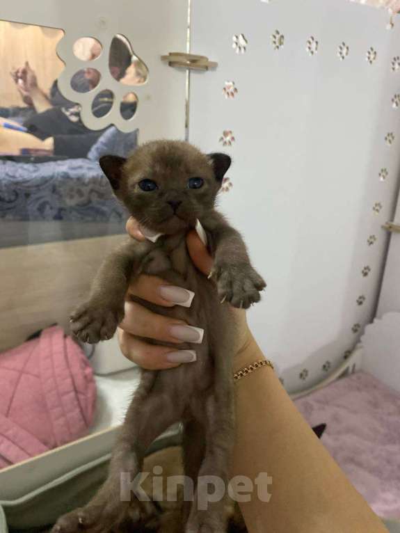 Кошки в Москве: КОТЕНОК ЕВРОПЕЙСКОЙ БУРМЫ Мальчик, 80 000 руб. - фото 1